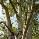 Betula maximowicziana 樹皮
