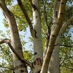 Betula maximowicziana Bark