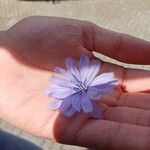 Cichorium endiviaFlower