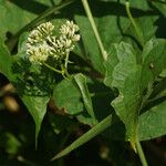 Mikania micrantha Flower