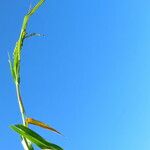 Panicum miliaceum Habitus