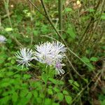 Thalictrum aquilegiifolium 花