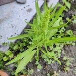 Rumex maritimus Levél