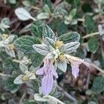 Teucrium fruticansപുഷ്പം