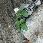 Mazus pumilus Leaf