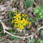 Senecio ampullaceus Кветка