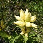 Gentiana burseri Flower