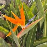Strelitzia reginaeFlower