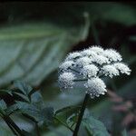 Oenanthe sarmentosa Flower