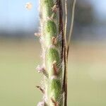 Dichanthium aristatum Fruit