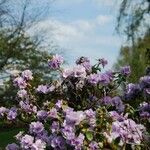 Rhododendron hippophaeoides Natur