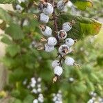 Ribes sanguineum Fruit