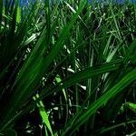 Pandanus purpurascens Hoja