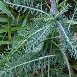 Achillea millefolium Leaf