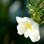 Rosa spinosissima Blomma