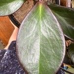 Peperomia clusiifoliaBlad