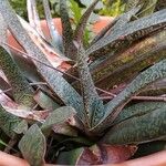 Gasteria obliqua葉