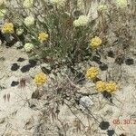 Eriogonum ovalifolium Pokrój