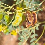 Senna alexandrina Fruit