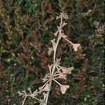 Atriplex pedunculata Diğer