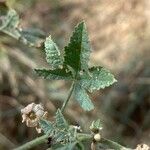 Malva nicaeensis برگ