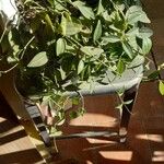 Peperomia quadrangularis Hoja
