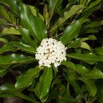Pittosporum brevispinum Flower