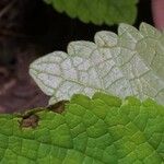 Scutellaria ovata Leaf