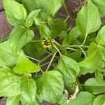 Helianthus debilis Feuille