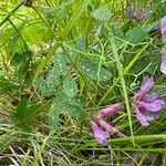 Vicia americana 花