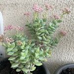 Crassula rupestris List