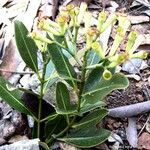 Syzygium koniamboense Hábito