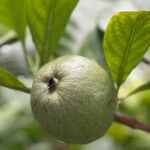 Alibertia edulis Fruit