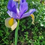 Iris xiphium Flors