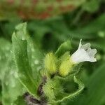 Nonea echioides Flower