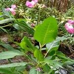 Impatiens glandulifera Hábitos