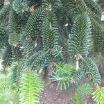 Abies numidica ഇല