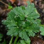 Ranunculus tuberosus Folha