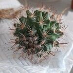 Mammillaria barbata Leht