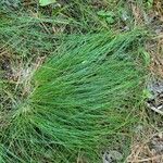 Festuca flavescens Hoja