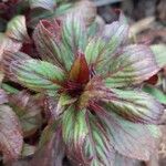 Impatiens walleriana Leaf