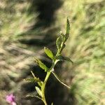 Serratula tinctoria Fuelha