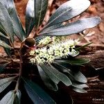 Cunonia purpurea പുഷ്പം