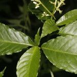Psychotria horizontalis Floro
