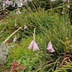 Dierama pulcherrimum Flower