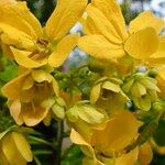 Senna macranthera Flor