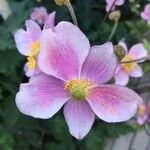 Eriocapitella hupehensis Fleur