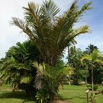 Oenocarpus bataua Habit