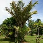 Oenocarpus bataua Агульны выгляд