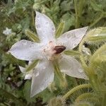Borago officinalis 花